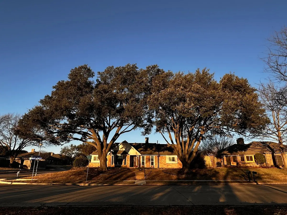 Established residential canopy tree shading a home in Thurman